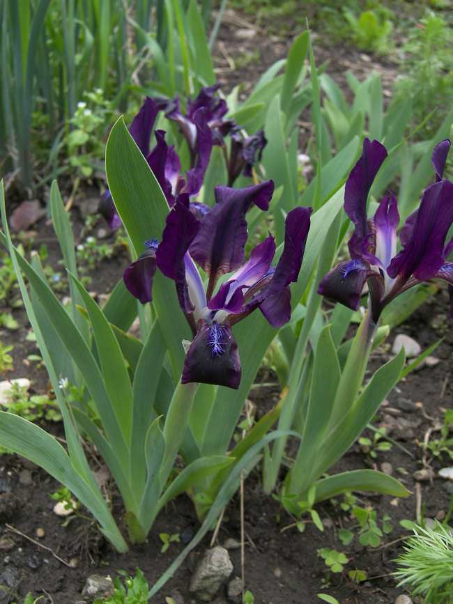 Image of Iris alexeenkoi specimen.