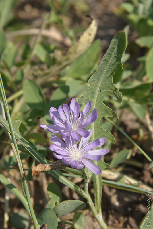 Image of Lactuca tatarica specimen.