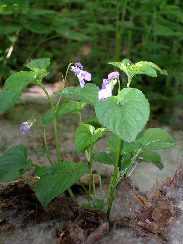 Image of Viola riviniana specimen.
