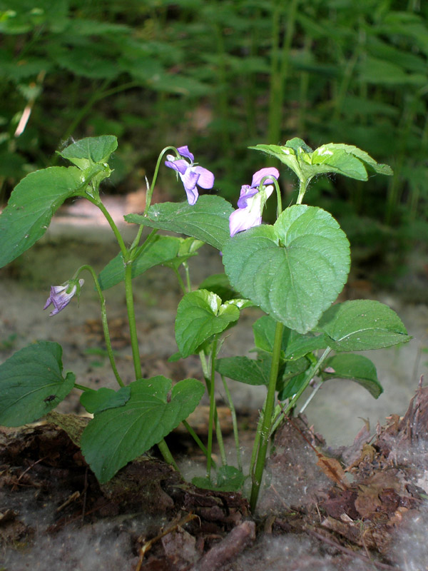 Изображение особи Viola riviniana.