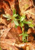 Jasminum fruticans. Однолетнее растение в разлагающейся коре упавшего можжевельника высокого (Juniperus excelsa). Черноморское побережье Кавказа, Новороссийск, южнее мыса Шесхарис,балочный можжевеловый лес. 3 декабря 2011 г.