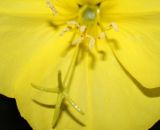 Oenothera glazioviana. Центральная часть цветка. Германия, г. Кемпен, шумозащитный вал. 22.08.2010.