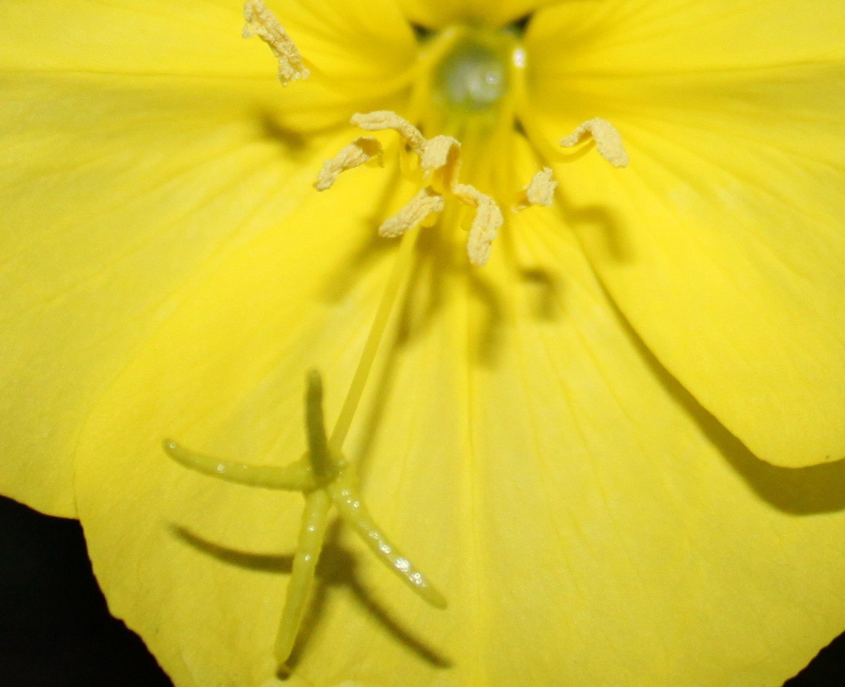 Изображение особи Oenothera glazioviana.