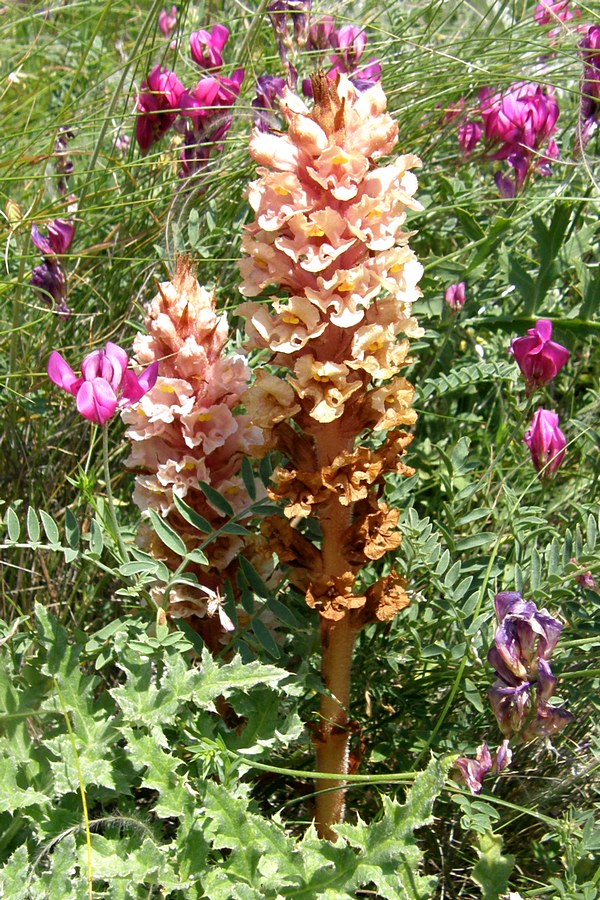 Image of Orobanche centaurina specimen.