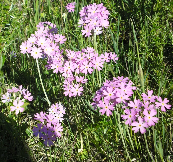 Image of Primula farinosa specimen.