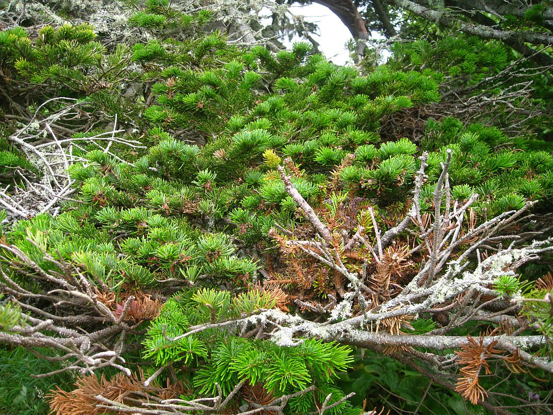 Изображение особи Abies sachalinensis.