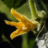 Cucumis sativus