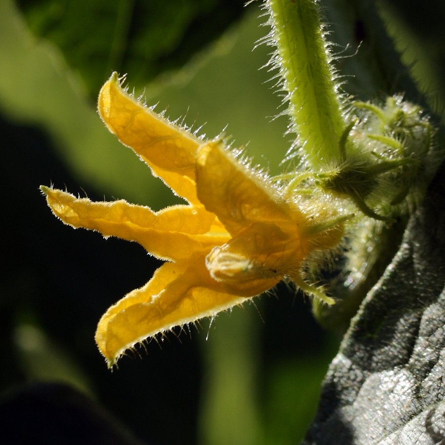 Image of Cucumis sativus specimen.