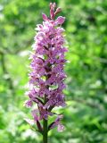 Dactylorhiza fuchsii. Соцветие. Ярославская обл., Тутаевский р-н, дер. Кузилово, смешанный лес. 25.06.2011.