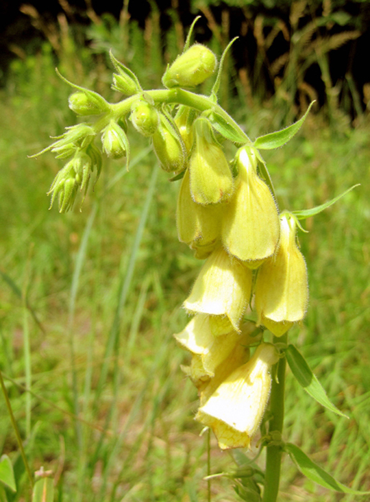 Изображение особи Digitalis grandiflora.