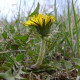 Taraxacum assurgens