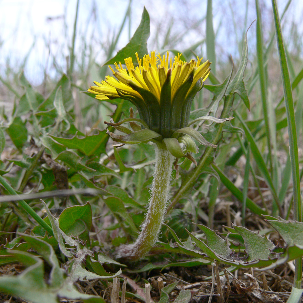 Изображение особи Taraxacum assurgens.