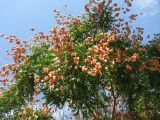 Koelreuteria paniculata