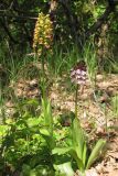 Orchis × wulffiana. Цветущие растения Orchis × wulffiana (слева) и Orchis purpurea (справа). Южный Берег Крыма, окр. Балаклавы. 30 апреля 2012 г.