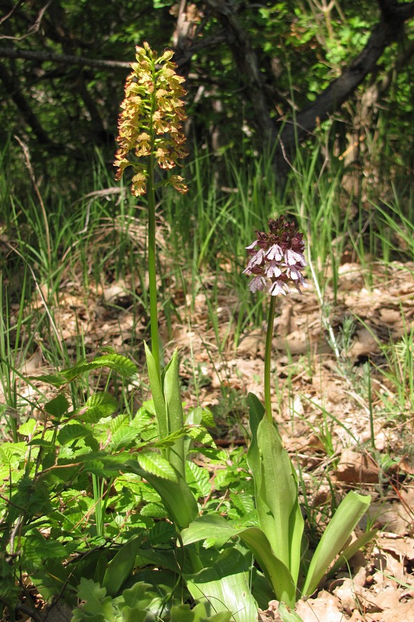 Изображение особи Orchis &times; wulffiana.