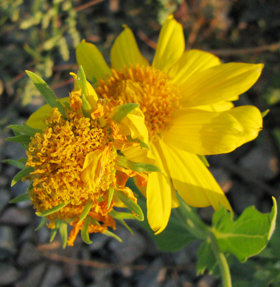 Image of genus Ximenesia specimen.