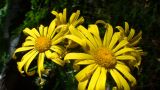 Doronicum macrophyllum