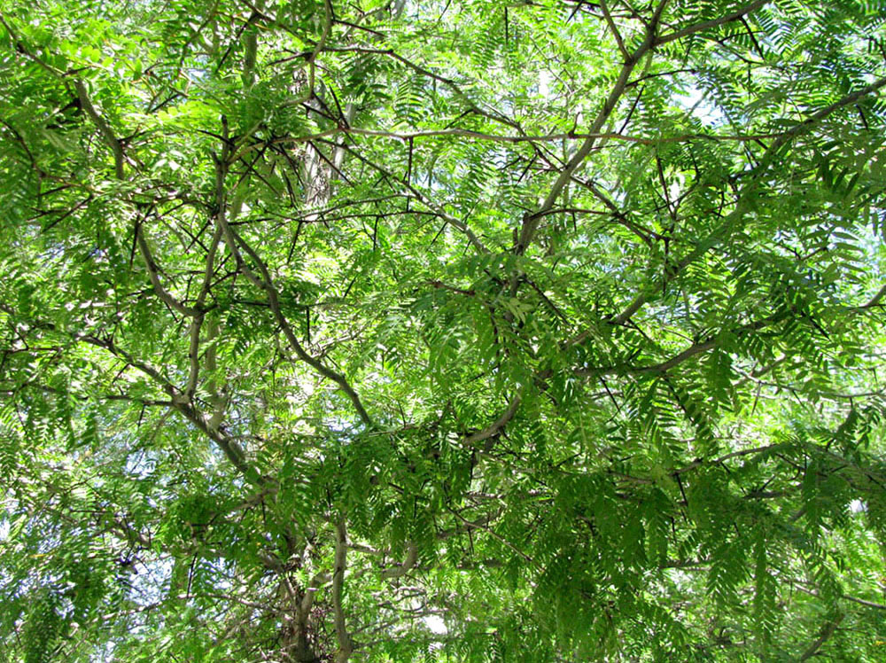 Изображение особи Gleditsia triacanthos.