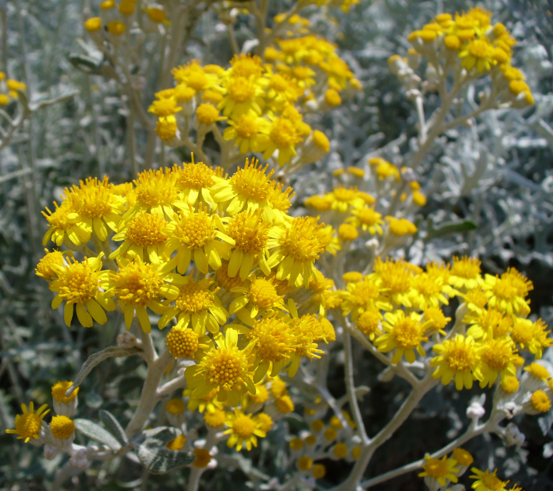 Image of Senecio cineraria specimen.