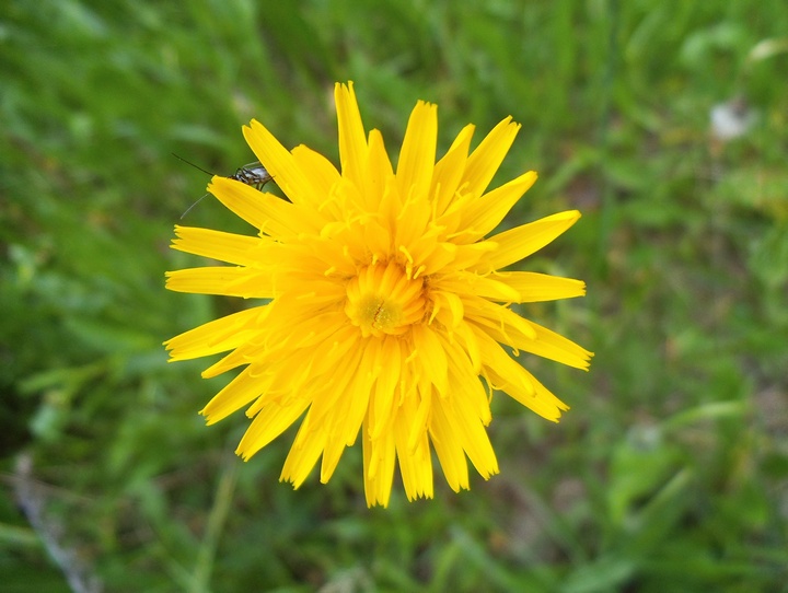 Изображение особи Leontodon hispidus ssp. hastilis.