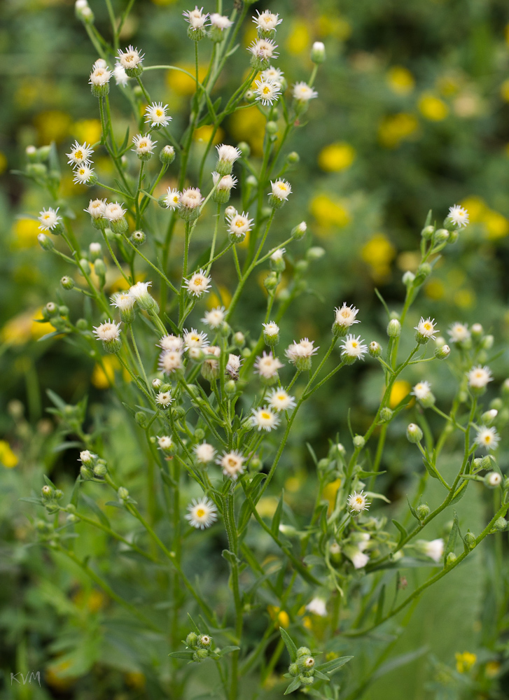 Изображение особи Erigeron acris.