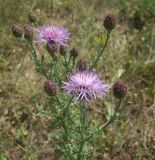 род Centaurea. Верхушка цветущего растения. Кабардино-Балкария, долина р. Баксан, 1100 м н.у.м. 14.07.2012.