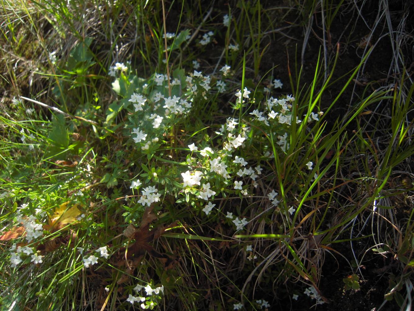 Image of Galium uliginosum specimen.