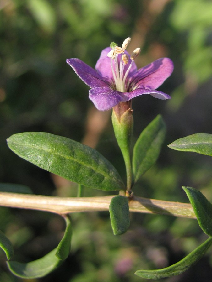 Изображение особи Lycium barbarum.