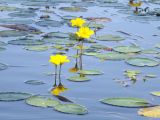 Nymphoides peltata