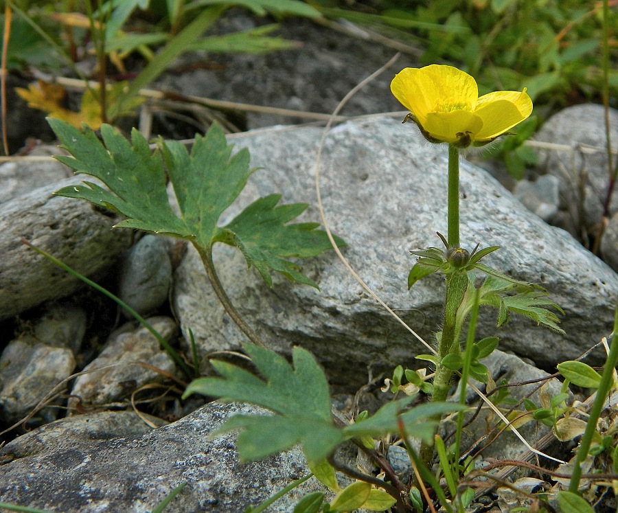 Изображение особи Ranunculus propinquus.