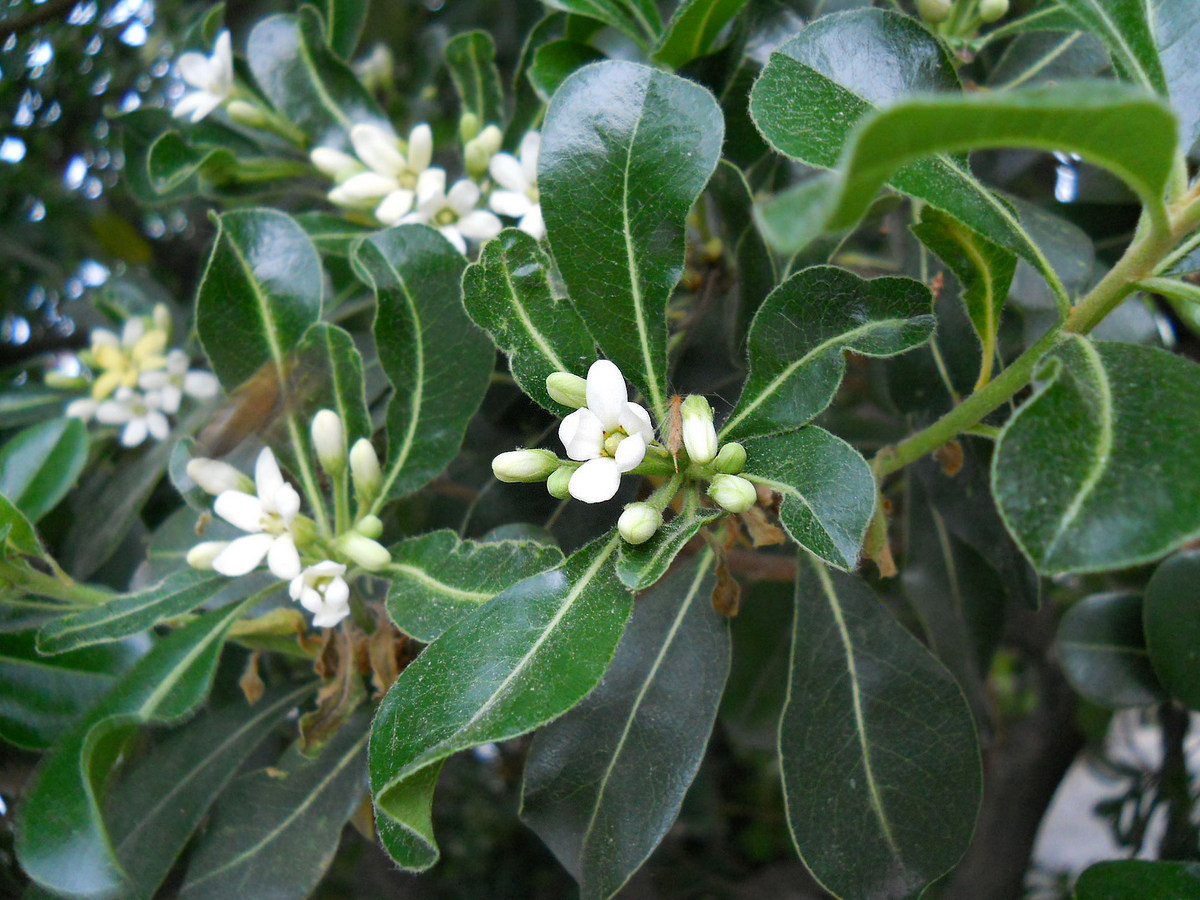 Изображение особи Pittosporum tobira.