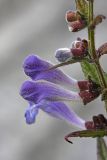 Scutellaria galericulata. Соцветие. Карельский перешеек, окр. Сертолово. 07.08.2009.
