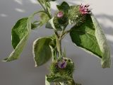 Arctium minus. Нижняя часть растения с соцветиями. Германия, г. Кемпен, у дороги. 10.09.2012.