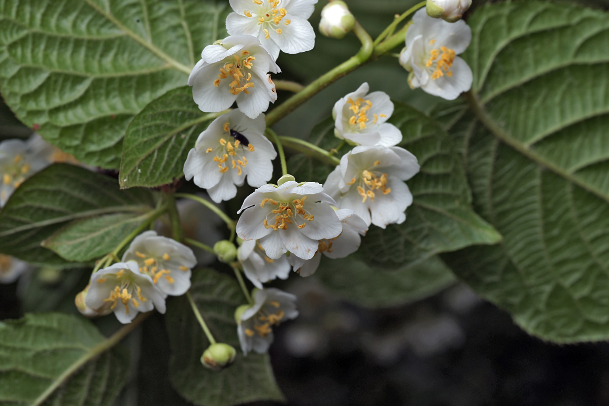 Image of Actinidia kolomikta specimen.