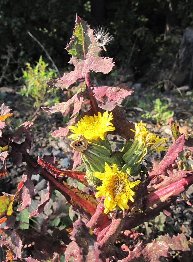 Image of Sonchus oleraceus specimen.