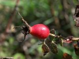 Rosa pulverulenta