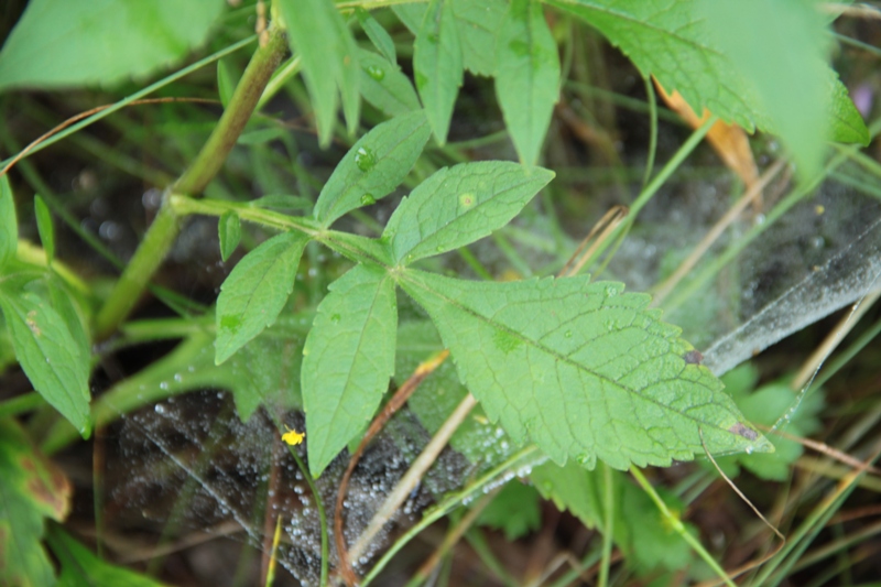 Image of Patrinia scabiosifolia specimen.