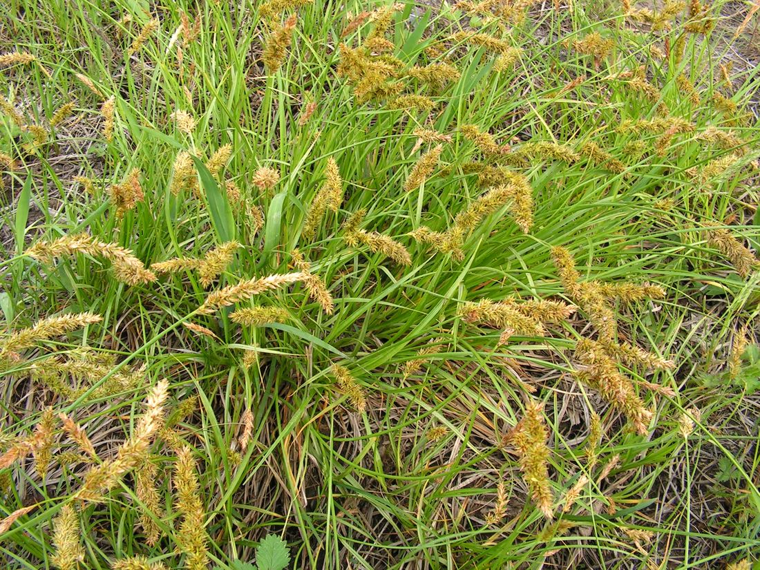 Изображение особи Carex laevissima.