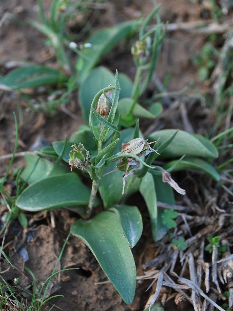 Изображение особи Rhinopetalum stenantherum.