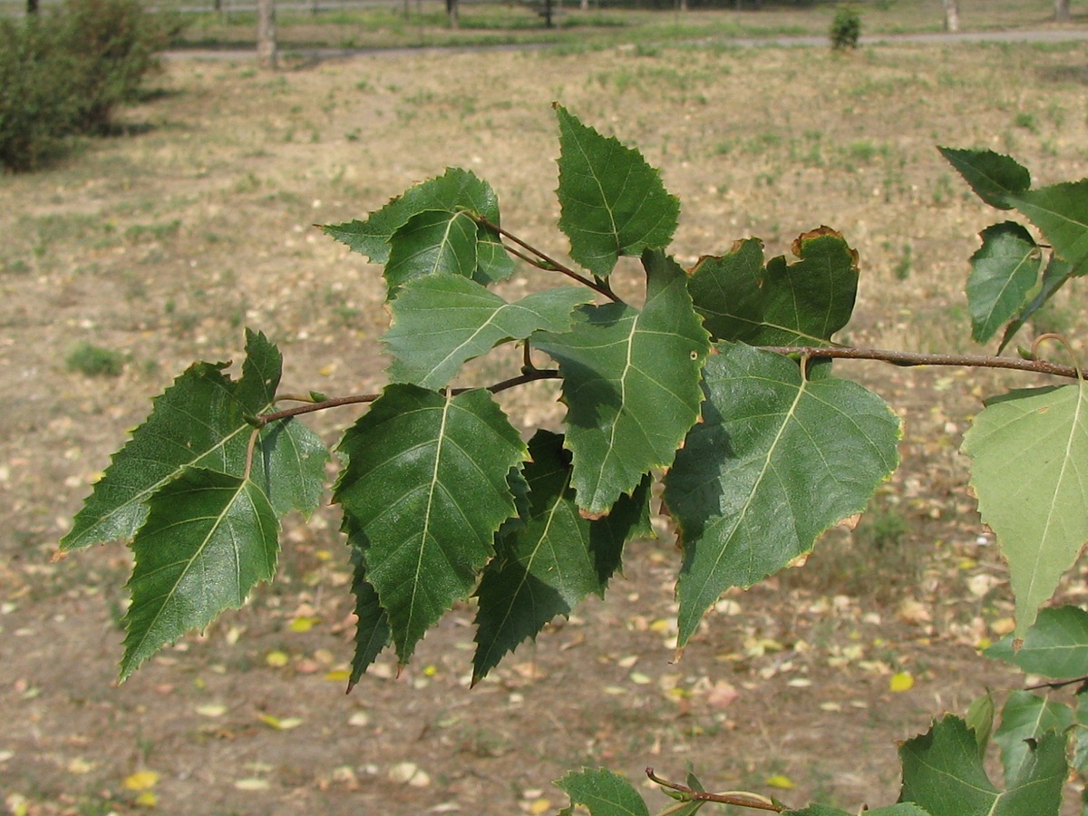 Изображение особи Betula pendula.