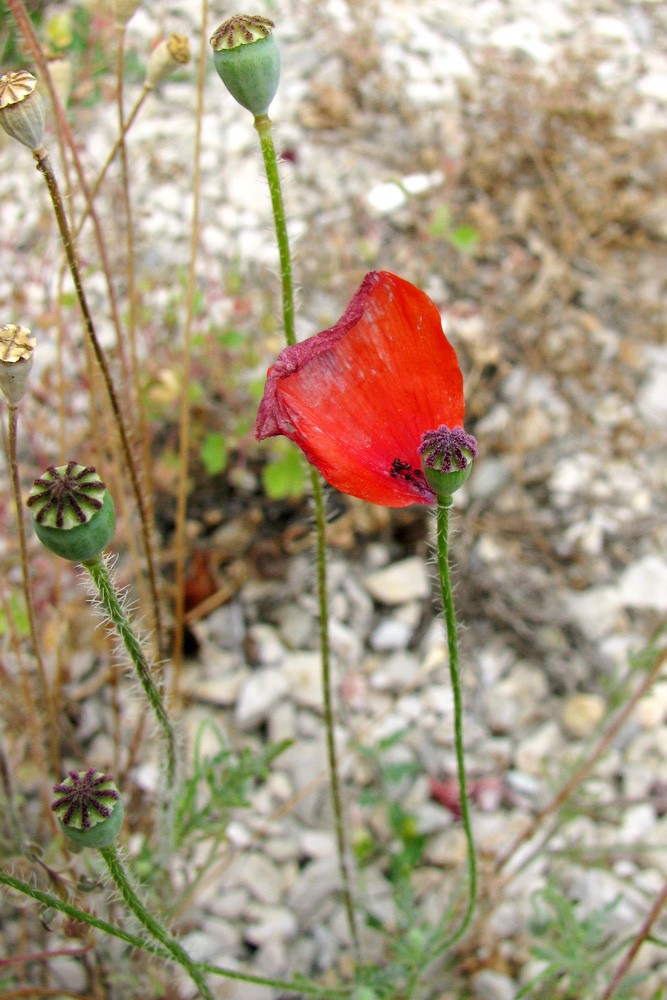 Image of Papaver rhoeas specimen.