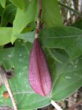 Passiflora capsularis. Плод. Пятигорск, в культуре. 10.09.2007.