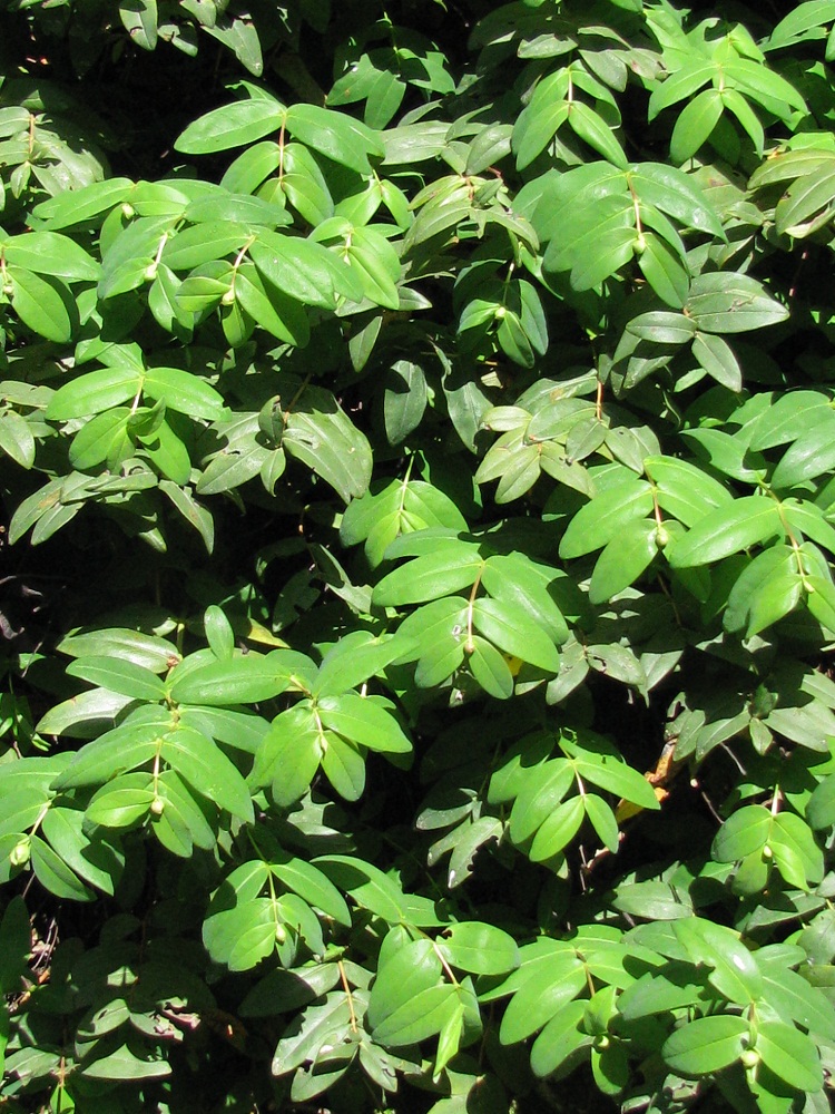 Image of Hypericum calycinum specimen.