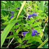 Scutellaria yezoensis