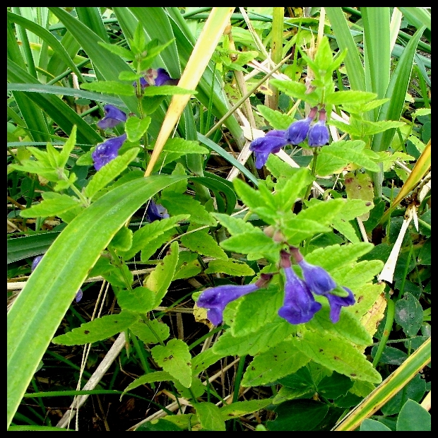 Image of Scutellaria yezoensis specimen.