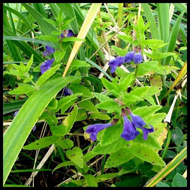 Изображение особи Scutellaria yezoensis.