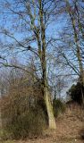Robinia pseudoacacia. Нижняя часть покоящегося взрослого растения. Германия, г. Кемпен, в городском саду, на шумозащитном валу. 05.03.2013.
