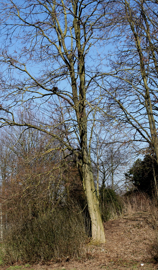 Image of Robinia pseudoacacia specimen.