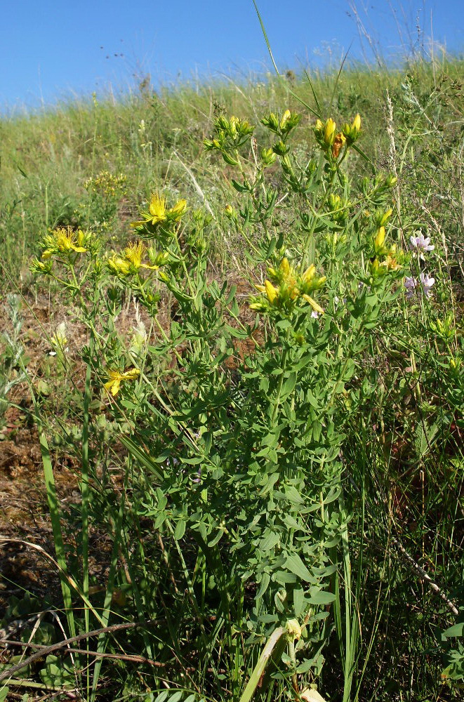 Image of Hypericum perforatum specimen.