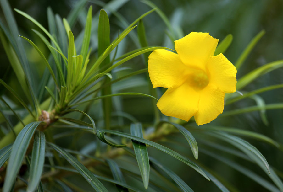 Image of Thevetia peruviana specimen.